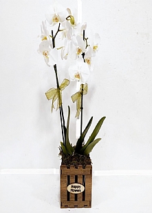 Ahap  saksda orkide