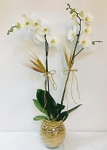 Dekoratif iki dal orkide 
