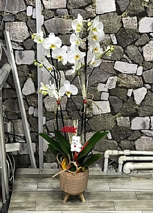 Beton ayakl saksda 2 dall orkide 